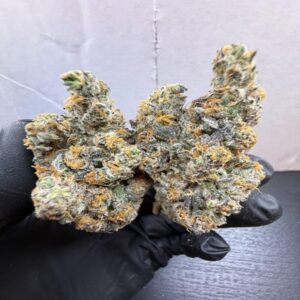 Buy Northern Lights Marijuana